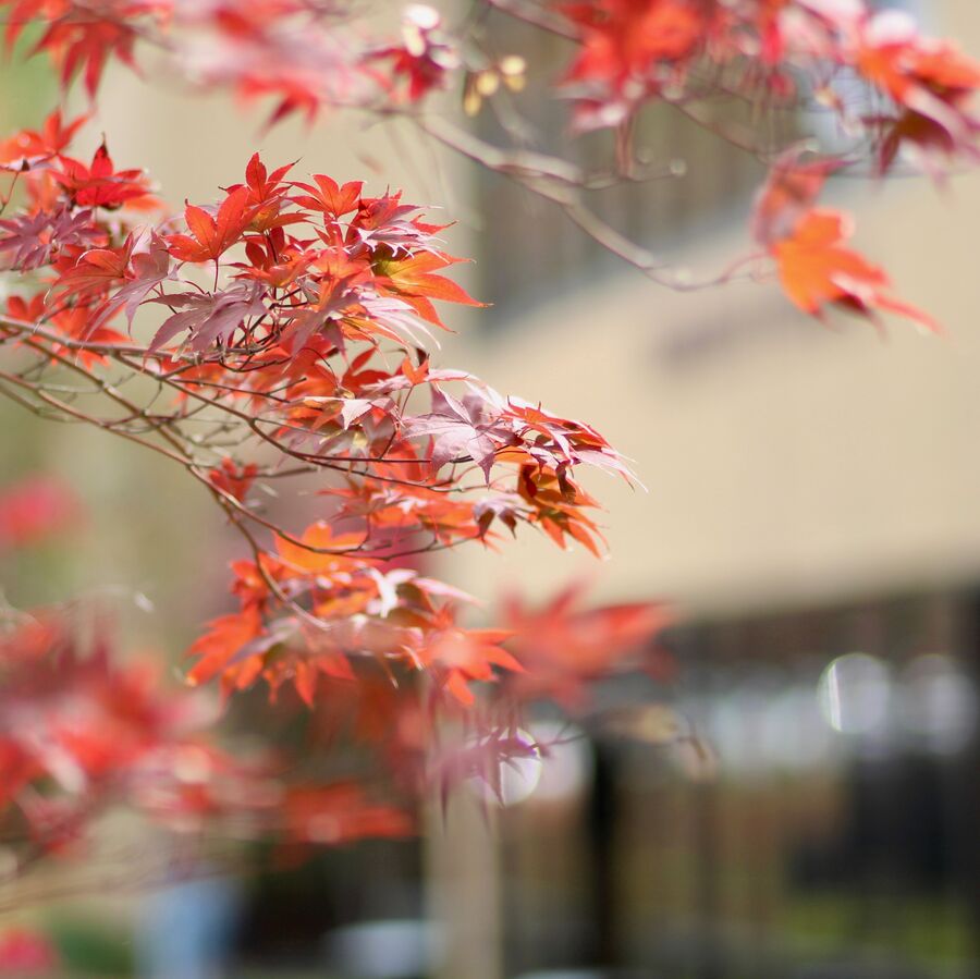 Changing leaves outdoors on The University of Texas at Tyler campus