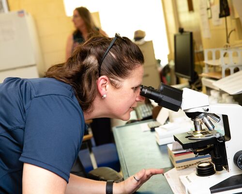 A female School of Health Professions student uses a microscope in a lab space at The University of Texas at Tyler