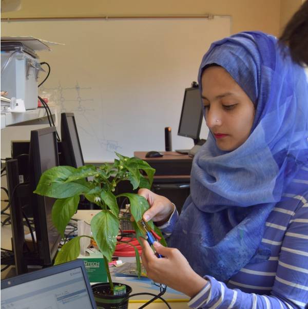 Tabassum in the lab working with sensors on plants 