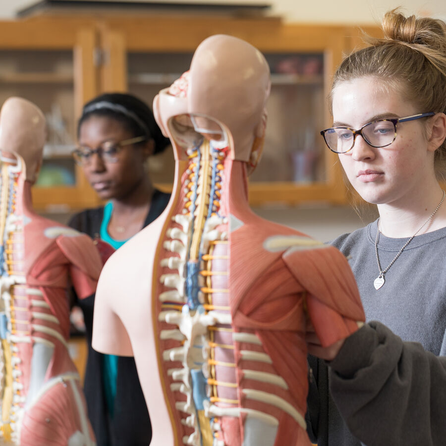 Students study human anatomy in a biology class at The University of Texas at Tyler