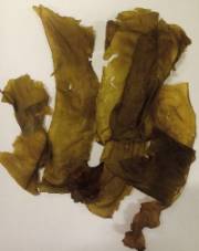Kelp