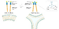 Stimuli-responsive system