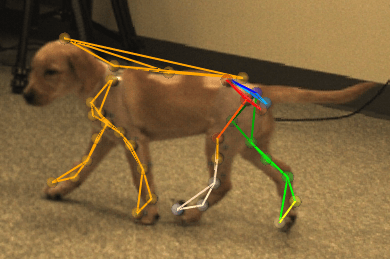 Dog being examined