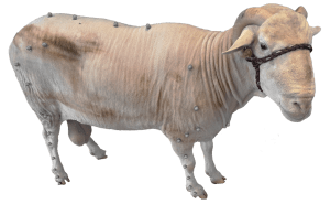 Sheep
