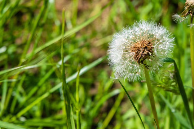 Pollen Count