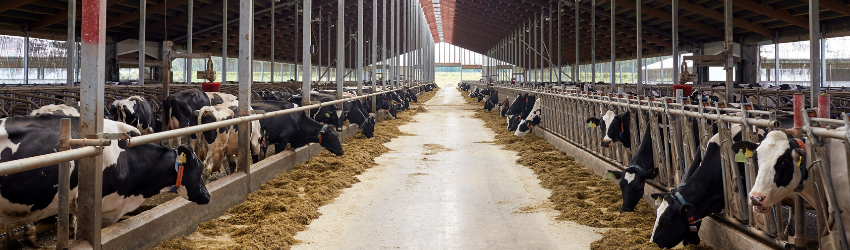 Dairy Worker Safety