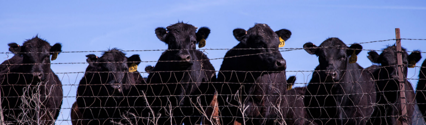 Livestock