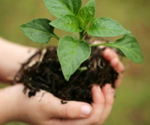 Plant held in hand
