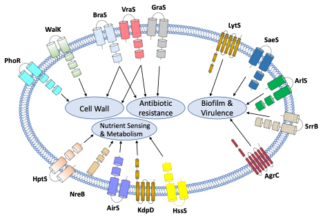 Project 2 molecular underpinning of bacterial resistance for prevention of antibiotic resistance